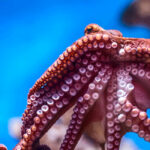 Radio Octopus est devenue un média culturel incontournable en 10 ans