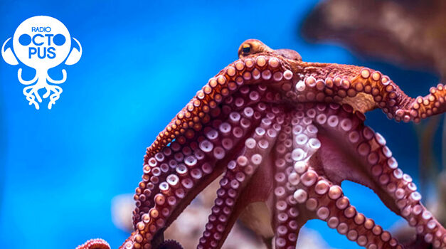 Radio Octopus est devenue un média culturel incontournable en 10 ans