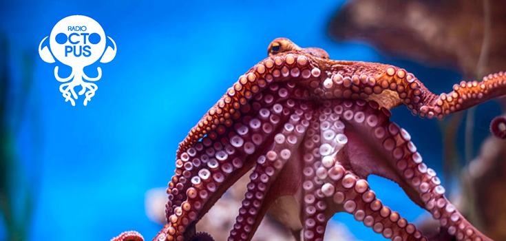 Radio Octopus est devenue un média culturel incontournable en 10 ans